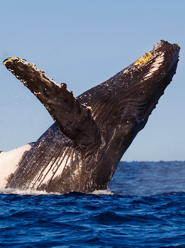 Android application Whale Sounds screenshort