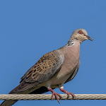 Cover Image of Download Spotted dove sounds  APK