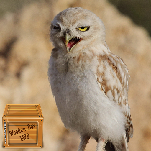 cute owl wallpaper Header - AppWisp.com