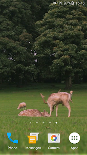 Deers Video Live Wallpaper