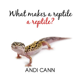 Obraz ikony: What Makes a Reptile a Reptile?