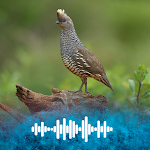 Cover Image of Download Quail's sounds  APK