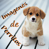 Imagenes de perritos icon