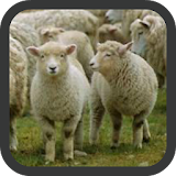 Sheep wallpaper icon
