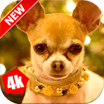 Cover Image of Descargar Chihuahua Wallpaper: Dog Wallpapers 2.0 APK