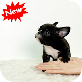 French Bulldog  puppy icon