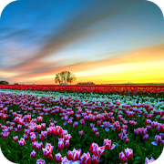 Top 45 Personalization Apps Like Flower Fields PRO Live Wallpaper - Best Alternatives