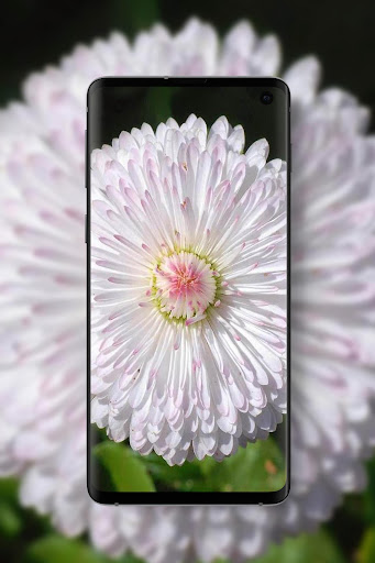 Daisy Wallpapers  HD