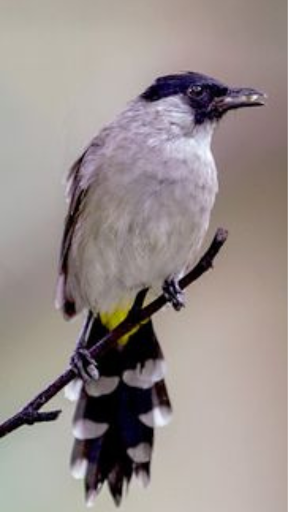 suara pikat burung ampuh Screen 2