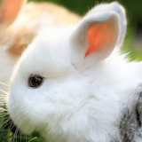 cute bunny live wallpaper icon