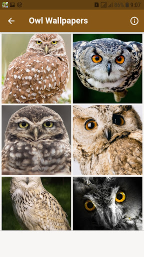 Owl Sounds and Wallpapers