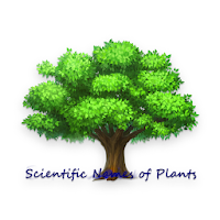 Scientific Names of Plants