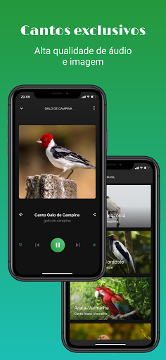 Android application Sounds of birds screenshort