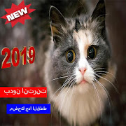 أشرطة فيديو القط مضحك جدا (بدون الإنترنت) 2019