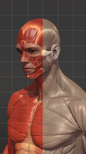 Action Anatomy - 3D anatomy pose app for artists
