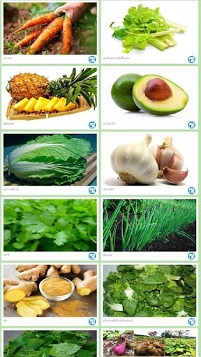 รวมผัก ผลไม้ ไม่ยอมตาย