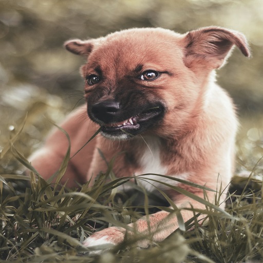 Dog Growling Sounds logo