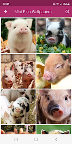 Imágen 7 Mini cerdo Fondos de pantalla android