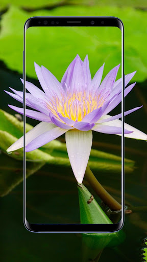 Water Lilies Flower Wallpapers