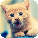 1000+ Funny Cats Videos icon