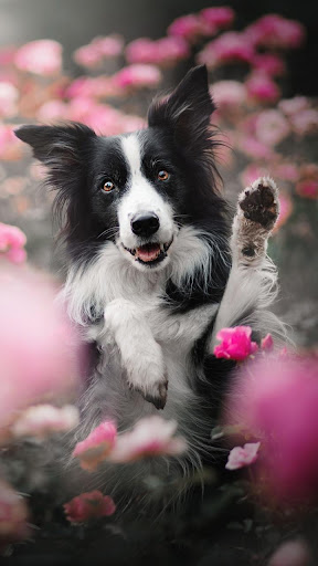 Border Collie Wallpapers HD