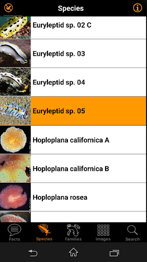 Marine Flatworms ID Screen 3