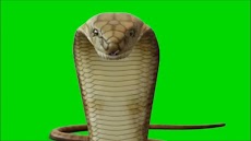 VFX Snakes Effect Videosのおすすめ画像4