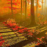 autumn forest live wallpaper icon