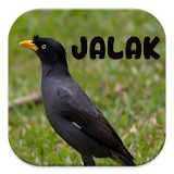 Master Kicau Jalak icon