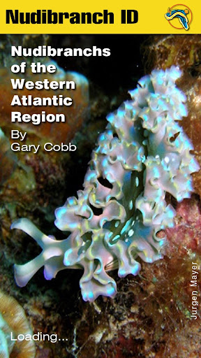 Android application Nudibranch ID Western Atlantic screenshort