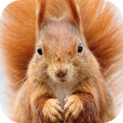 Top 20 Personalization Apps Like Squirrel Wallpaper - Best Alternatives