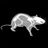 3D Rat Anatomy icon
