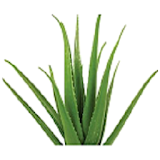 AloeVera Plants icon