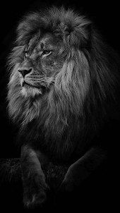 Lion Hd wallpapers