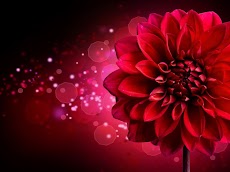 Dahlia Flower Wallpapersのおすすめ画像5