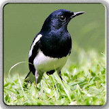 Birdsong (All Varians Bird) icon