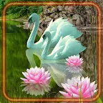 Cover Image of Baixar Swans n Water Lilies  APK