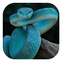 Download Snake Wallpaper 4K Free for Android - Snake Wallpaper 4K APK  Download 