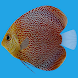 Discus Fish Aquarium LWP - Androidアプリ