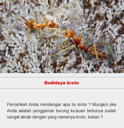 Kroto cultivation Screen 3