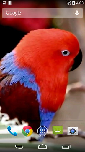 Parrots From Rio Wallpaper Screen 3