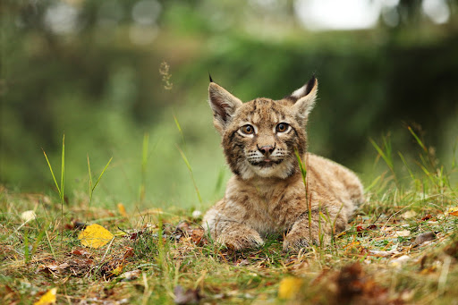 Lynx Wallpapers Screen 2