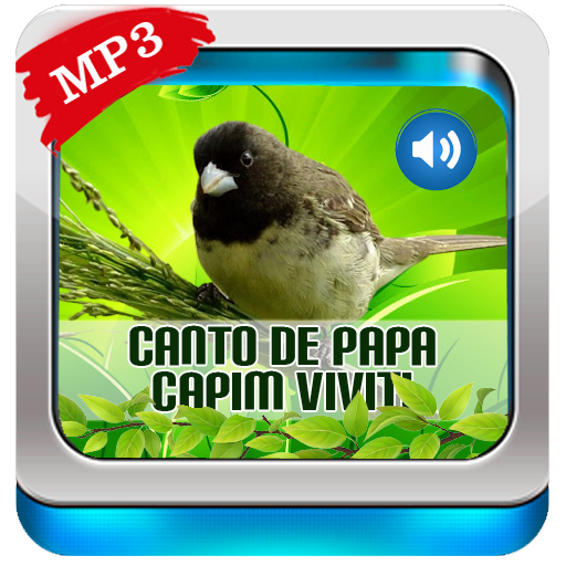 CANTO DE PAPA CAPIM VIVITI PARA TORNEIO #CANTODASAVES 