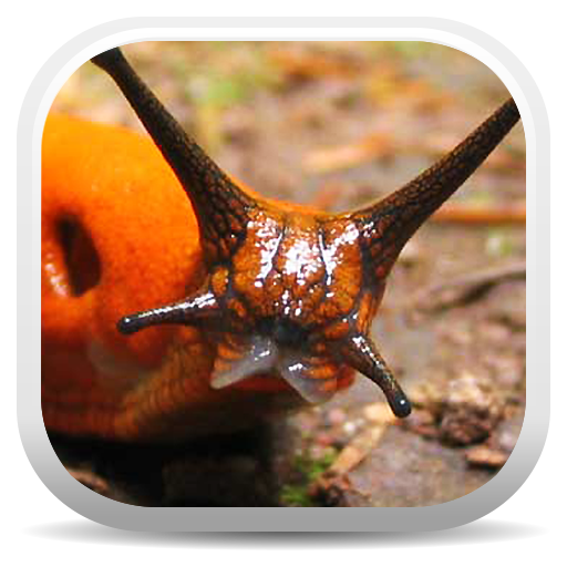 Terrestrial Mollusc Key logo