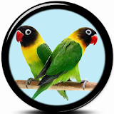 Kicau Mania Love Bird icon