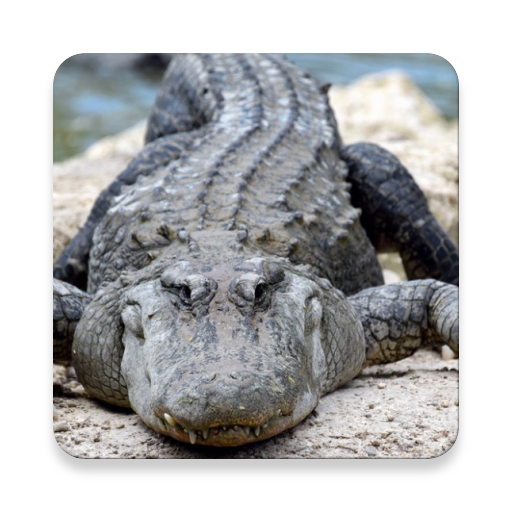 Alligator Sound Collections