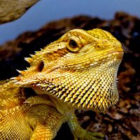 Bearded Dragon