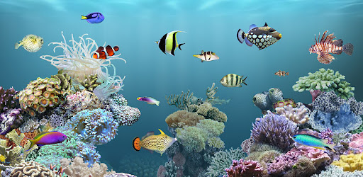 Anipet海洋水族館ライブ壁紙 無料版 Google Play のアプリ