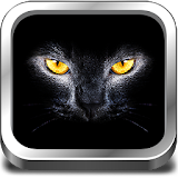 Cats & Kittens Sounds icon