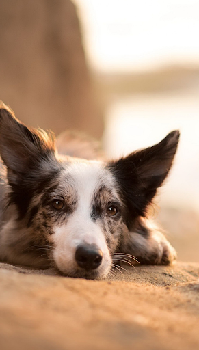 Border Collie Dog Wallpapers Screen 2